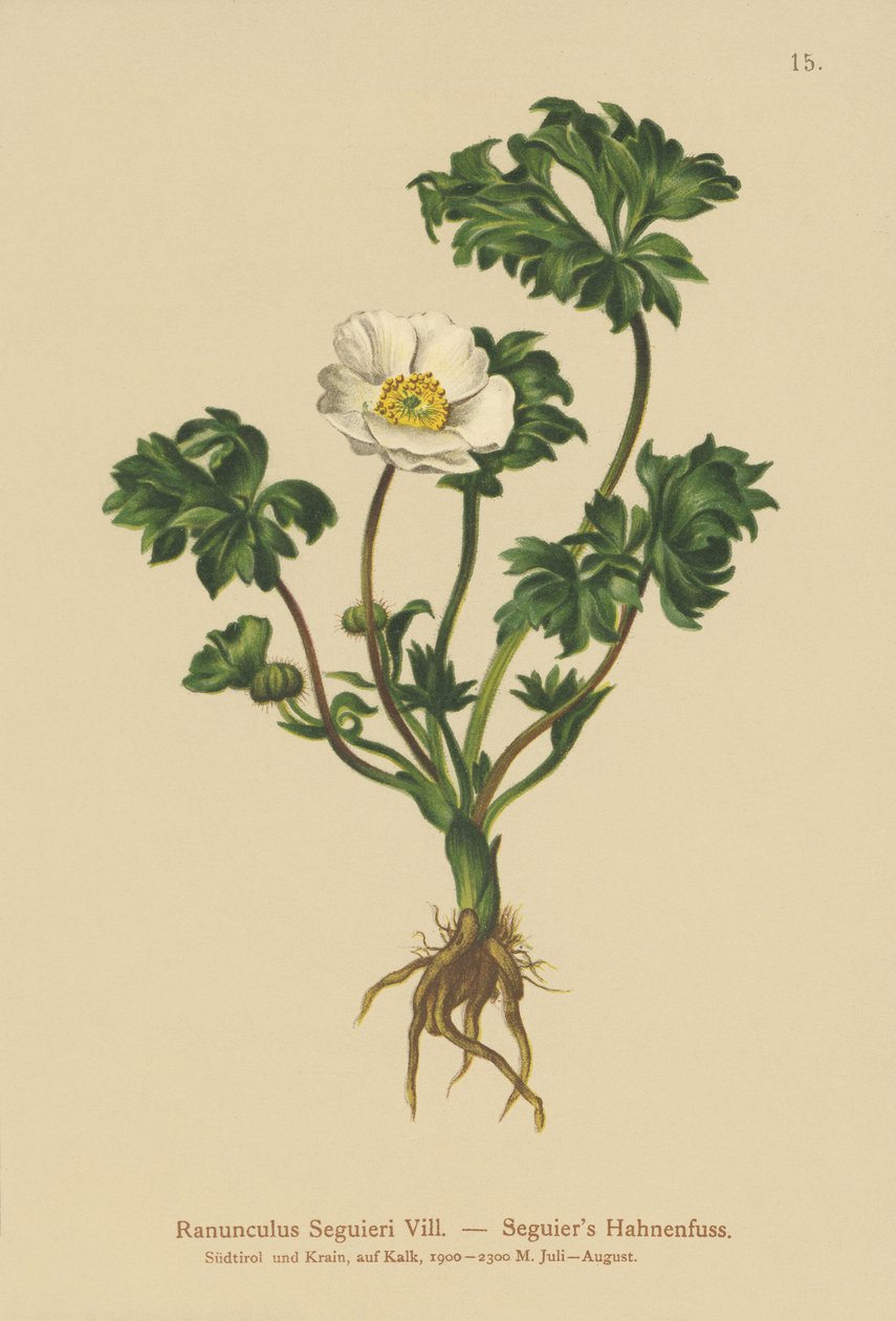 Seguiers Crowfoot (Ranunculus Seguieri) od German School