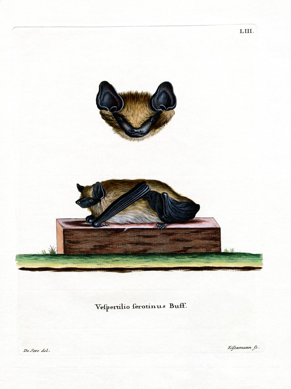 Serotine Bat (barevné rytí) od German School