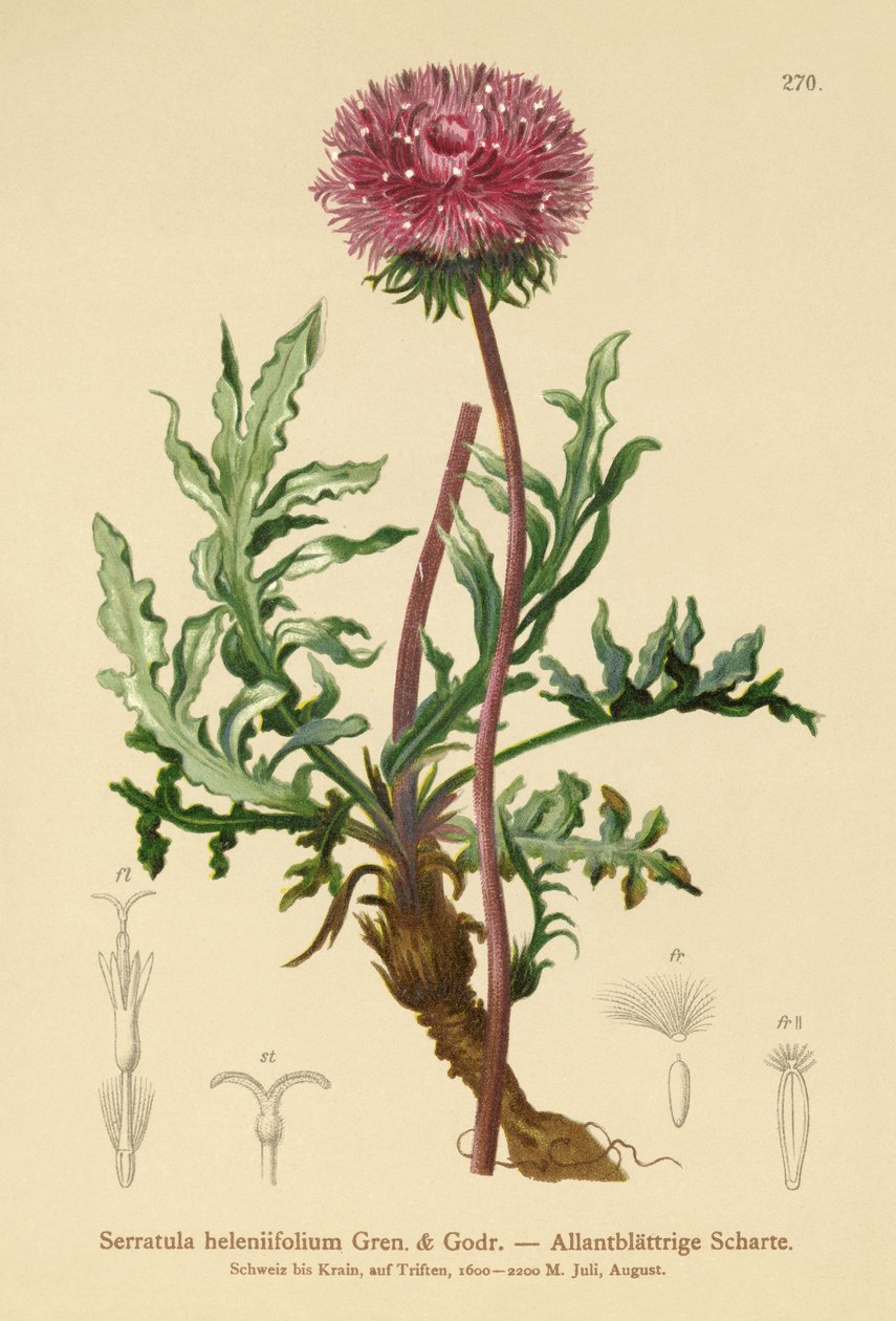 Serratula (Serratula heleniifolium) od German School