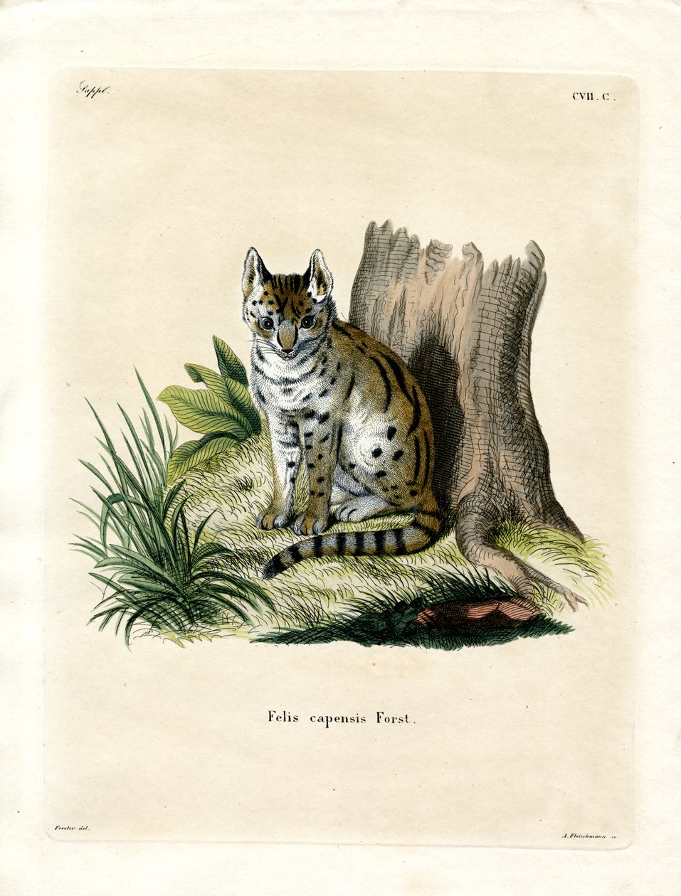 Serval (barevné rytí) od German School