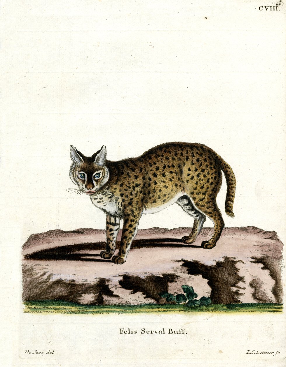 Serval (barevné rytí) od German School