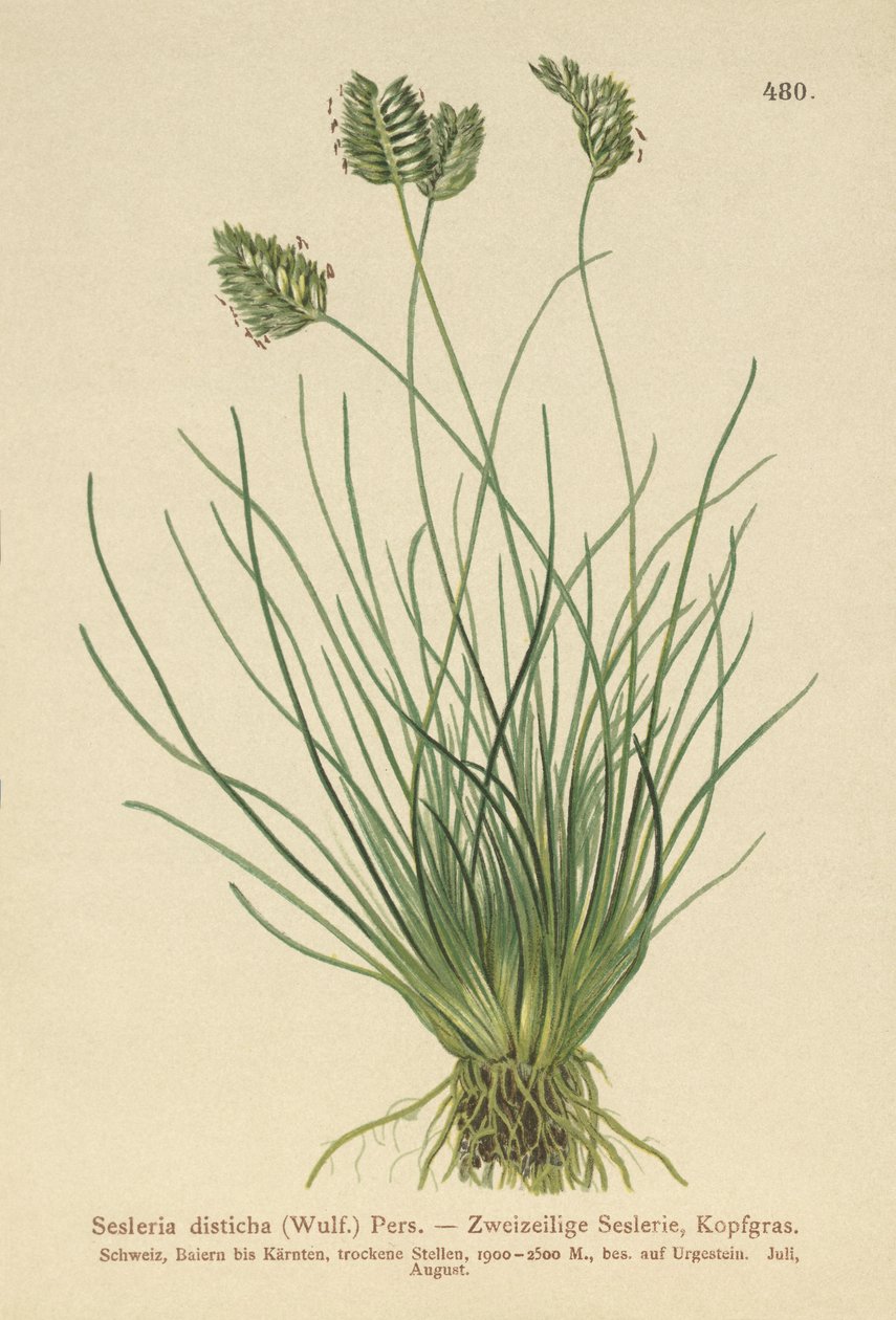 Sesleria (Sesleria disticha, Oreochloa disticha) od German School