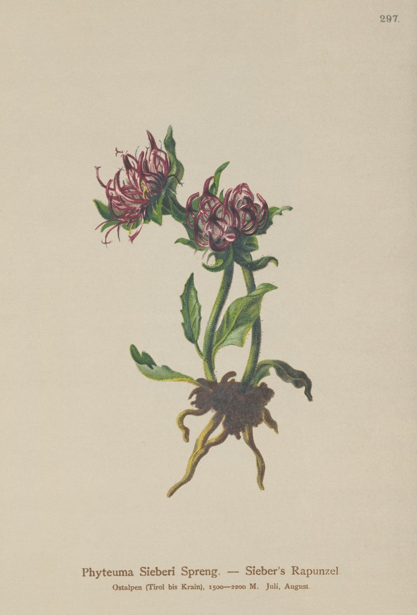 Siebers Rampion (Phyteuma Sieberi) od German School