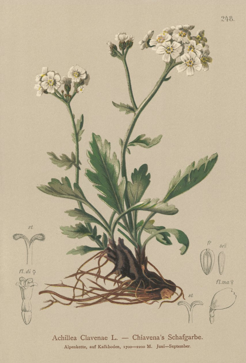 Řebříček stříbřitý (Achillea Clavenae) od German School