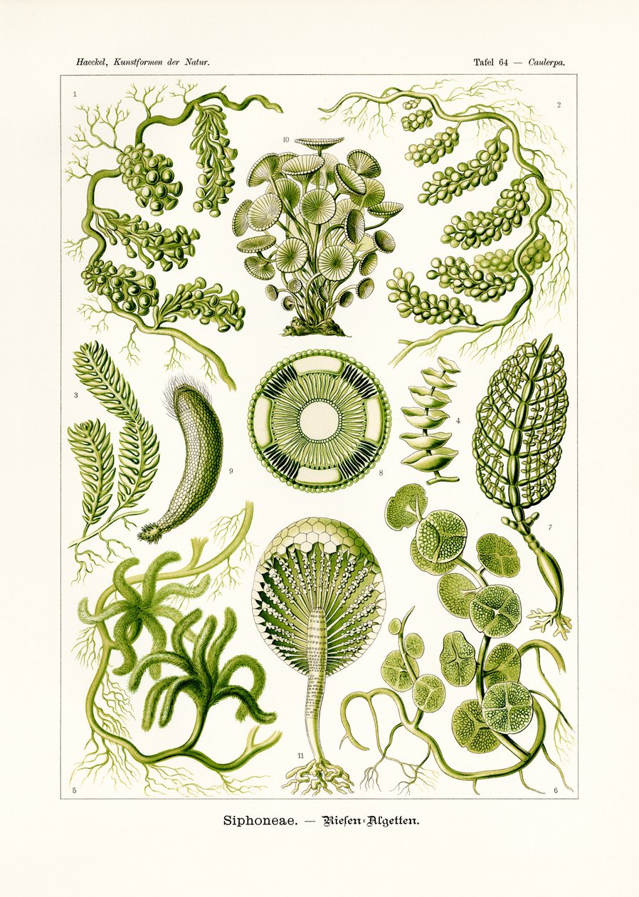 Siphoneae, 1899-1904 od German School