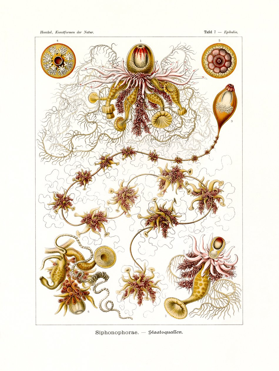 Siphonophorae, 1899-1904 od German School