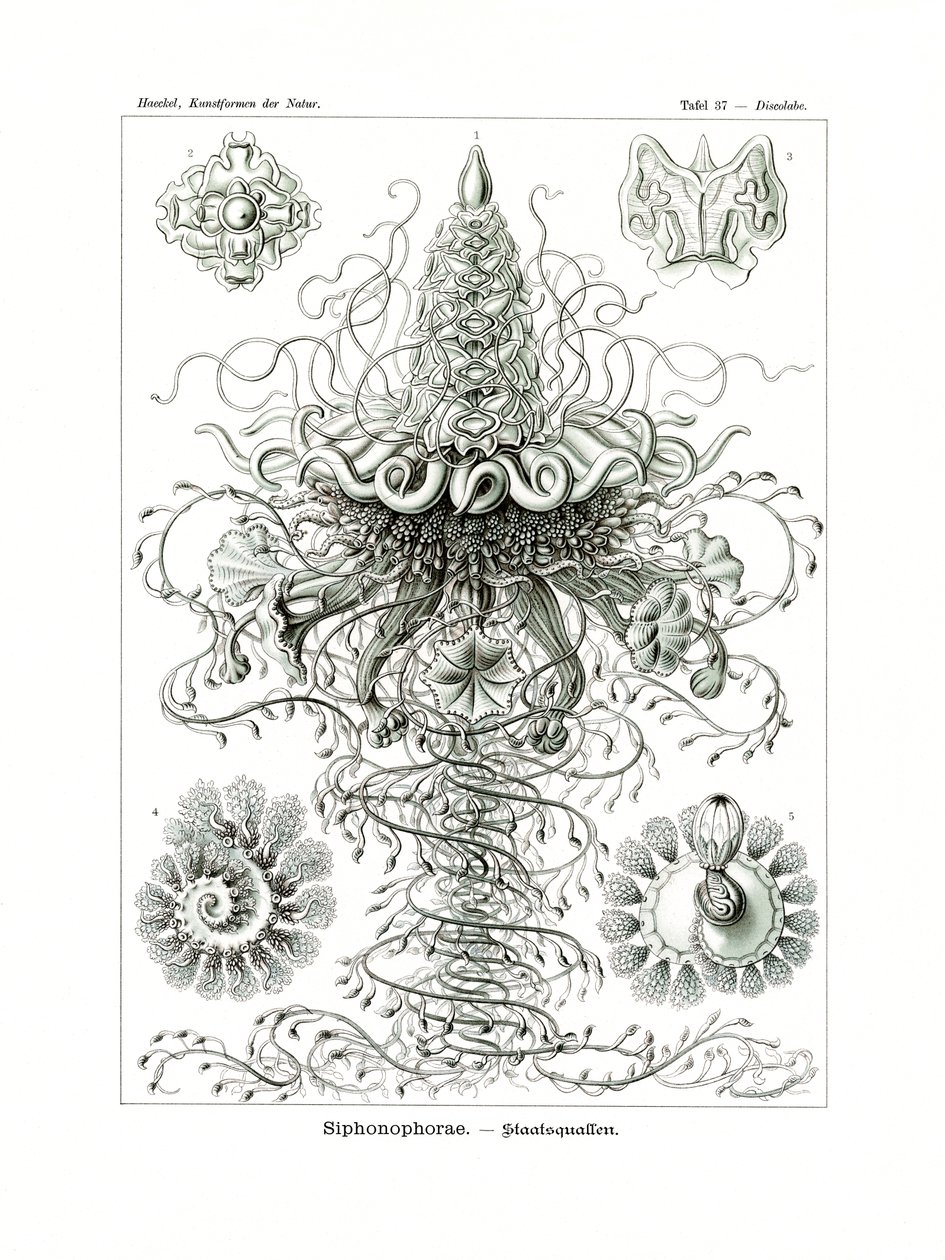 Siphonophorae, 1899-1904 od German School