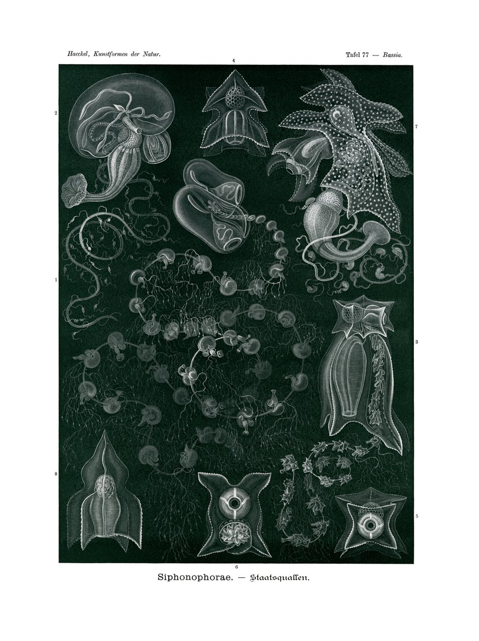 Siphonophorae, 1899-1904 od German School
