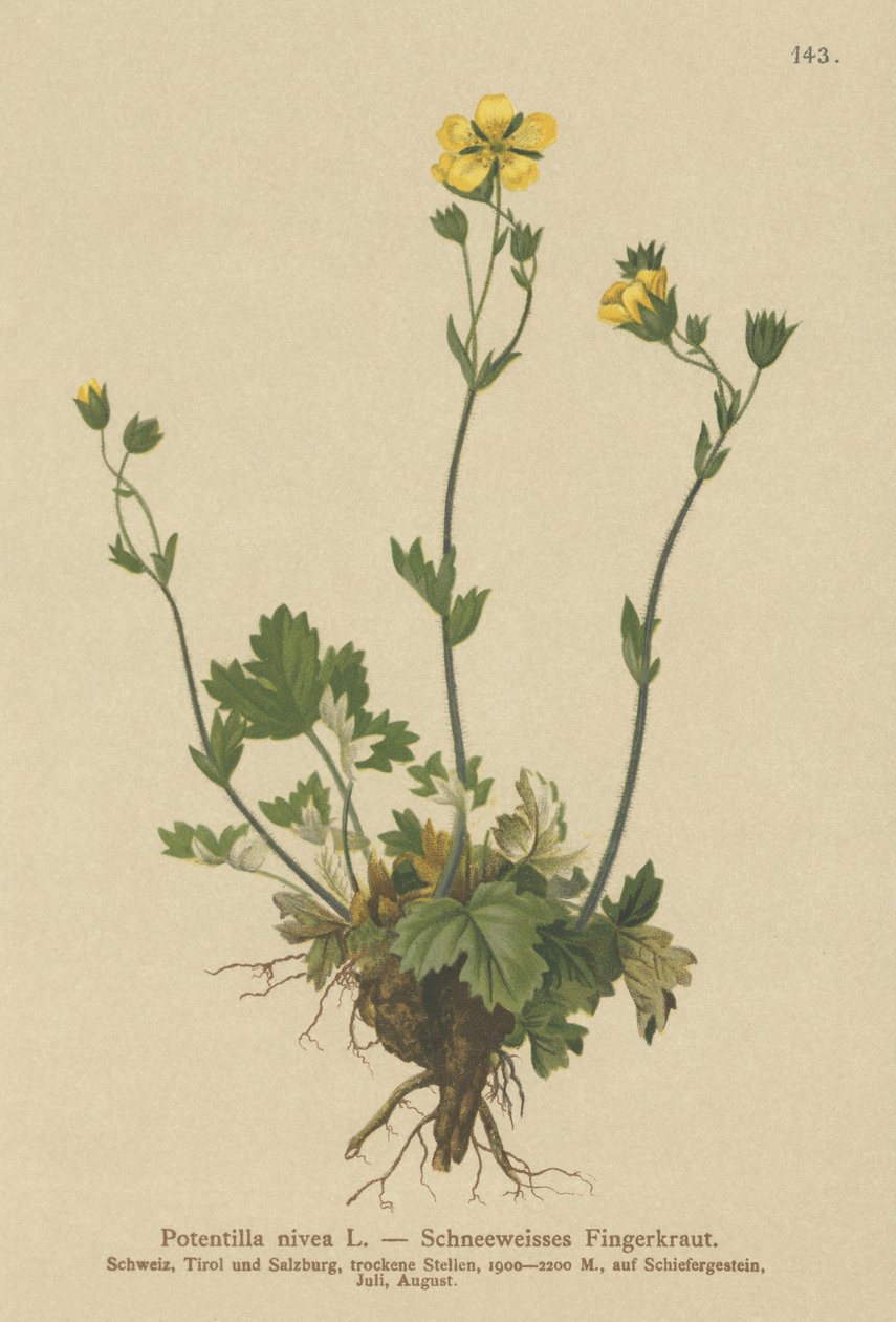 Mochna sněžná (Potentilla nivea) od German School