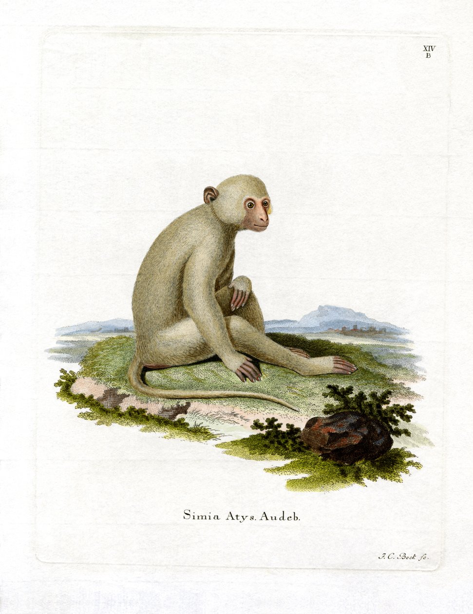 Sooty Mangabey (barevná rytina) od German School