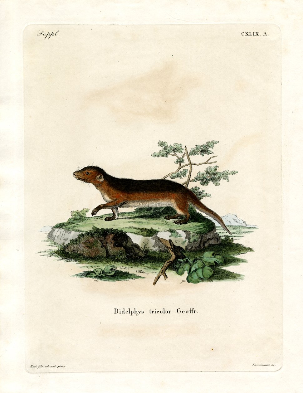 Southern Red-sided Opossum (barevné rytí) od German School