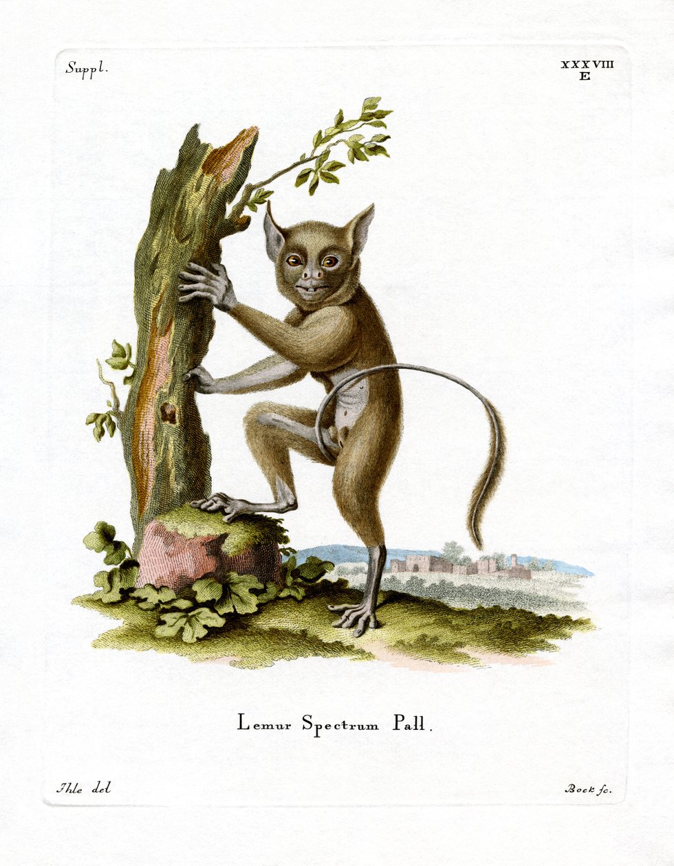 Spectral Tarsier (barevné rytí) od German School