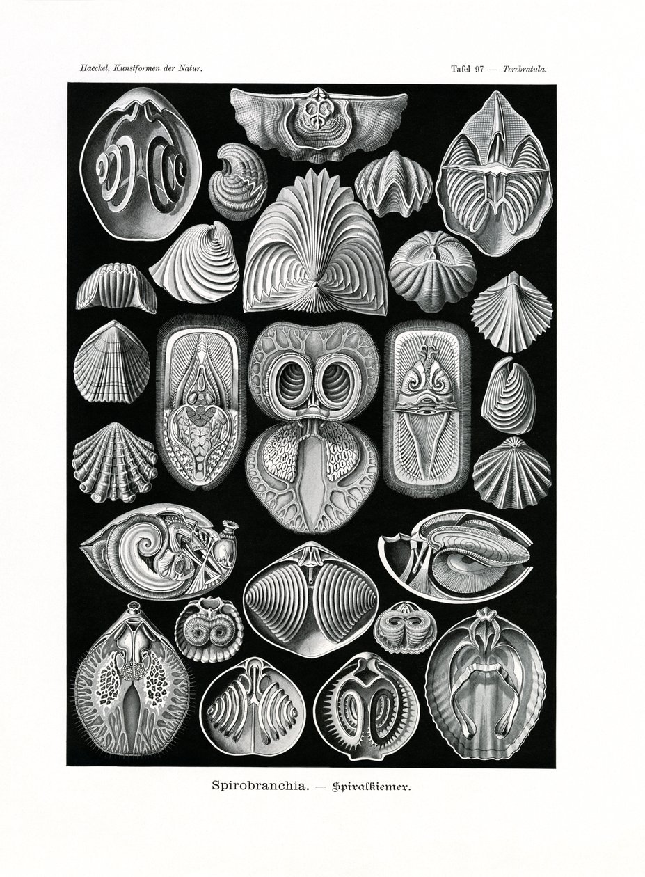 Spirobranchia, 1899-1904 od German School