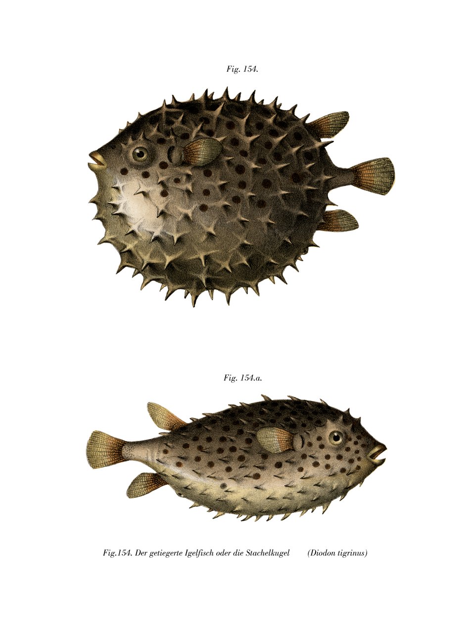 Spotfin Burrfish (barevné litho) od German School