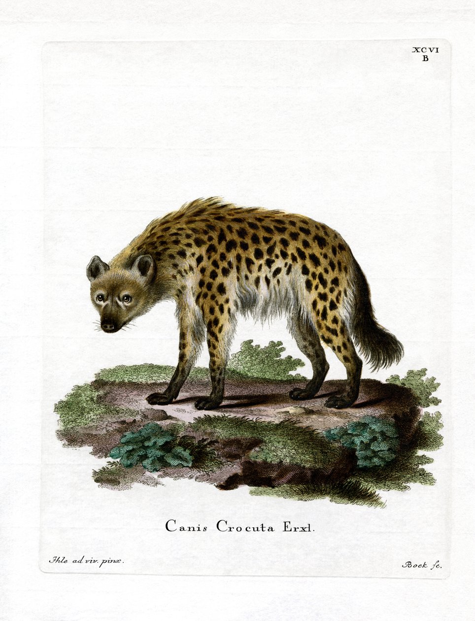 Hyena skvrnitá od German School
