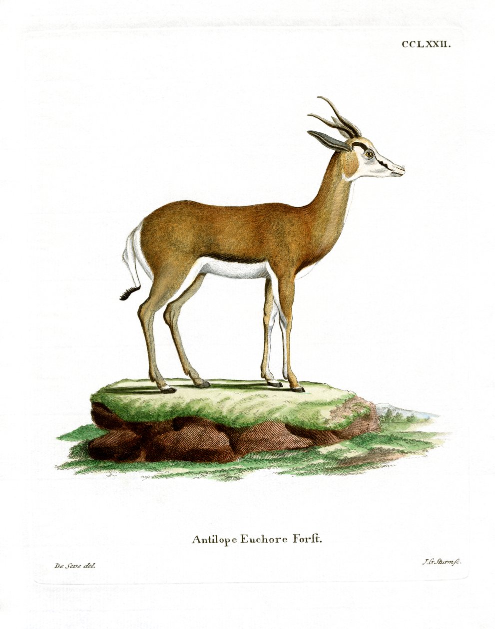 Springbok (barevné rytí) od German School