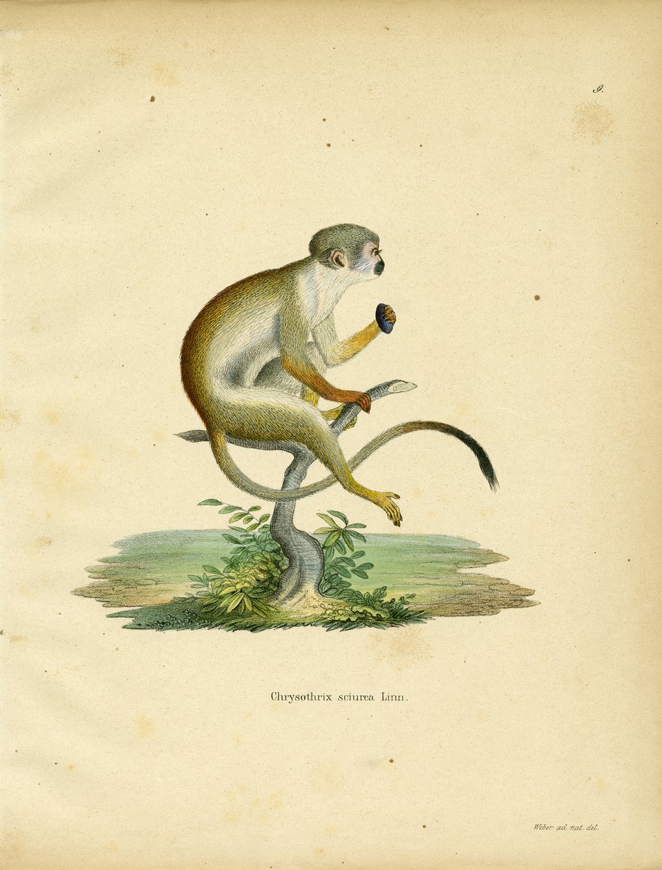 Squirrel Monkey (barevná rytina) od German School