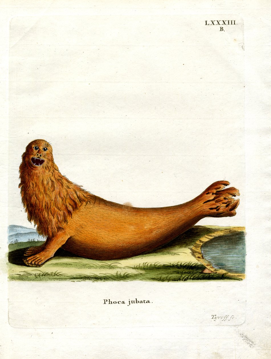 Steller Sea Lion (barevná rytina) od German School