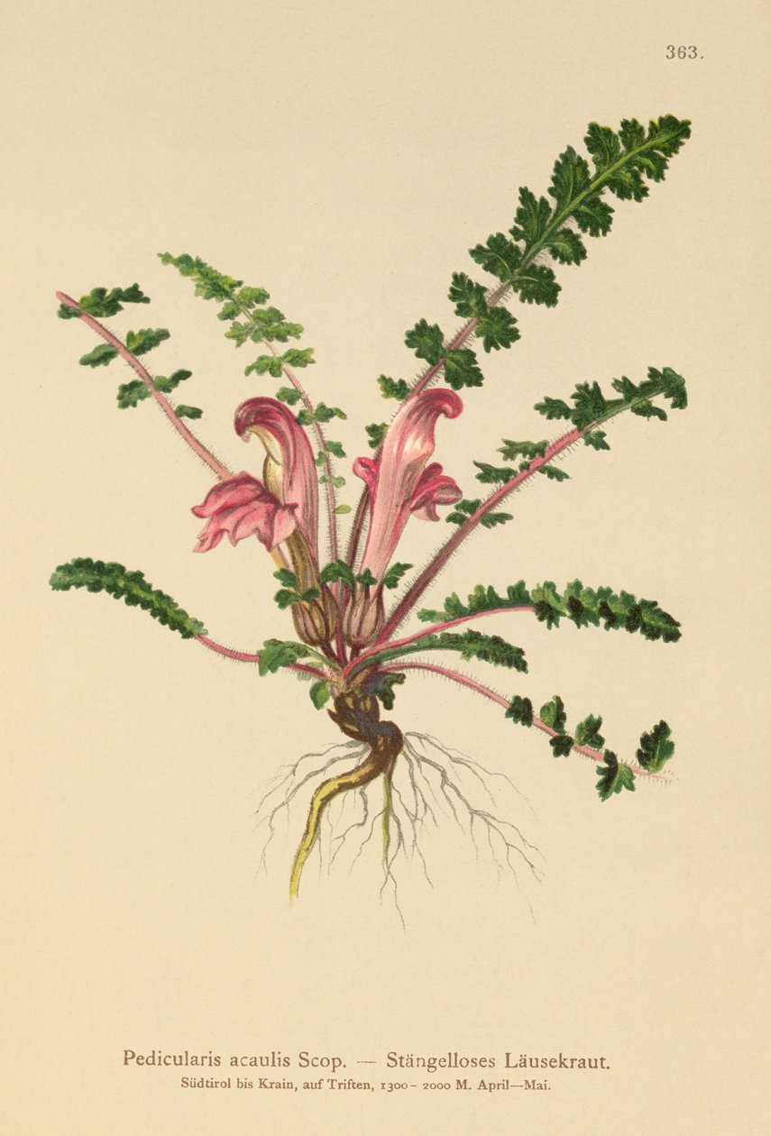 Všivec bez stonků (Pedicularis acaulis) od German School