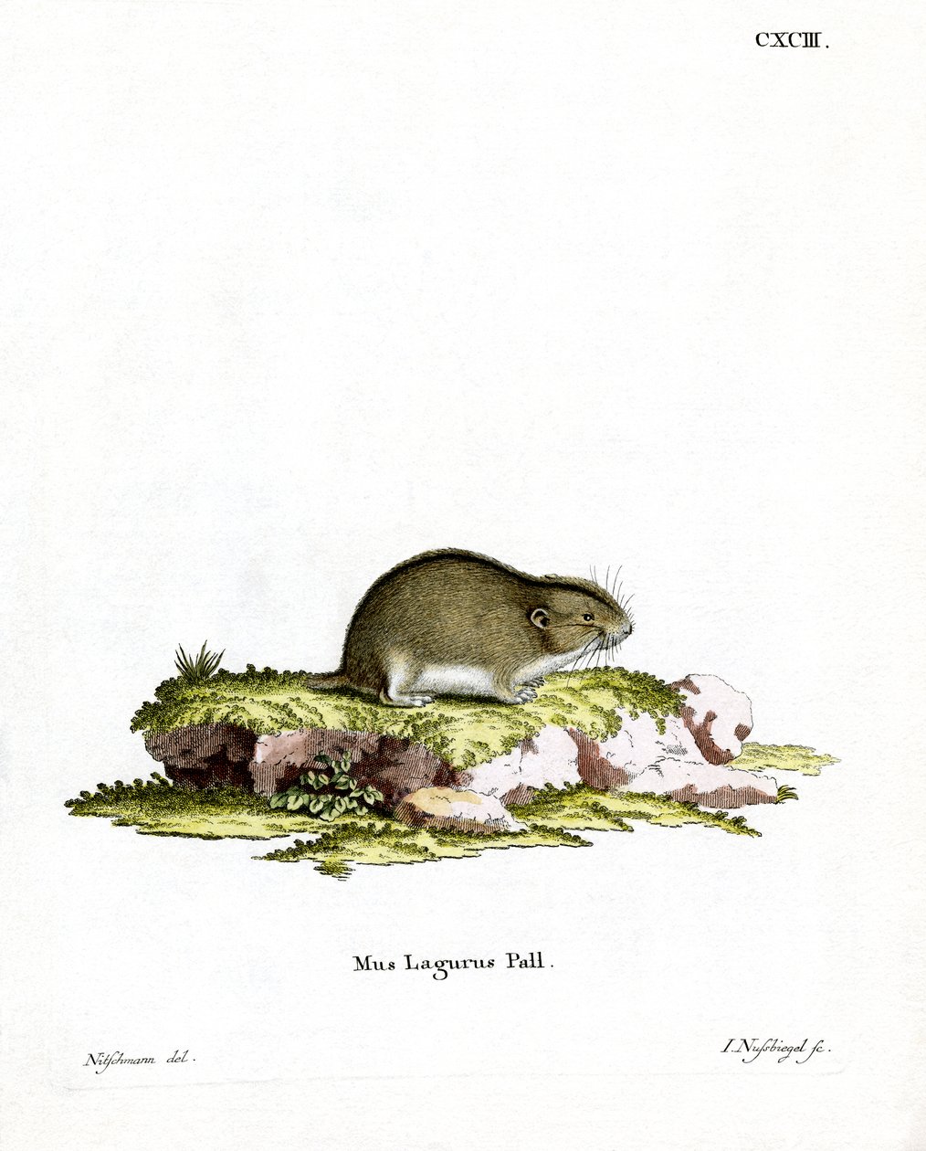 Lemming stepní (barevné rytí) od German School