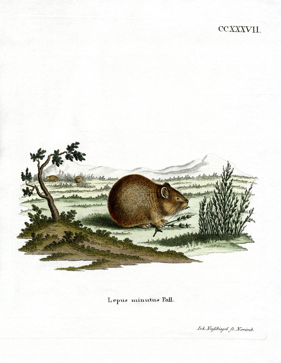 Steppe Pika (barevná rytina) od German School