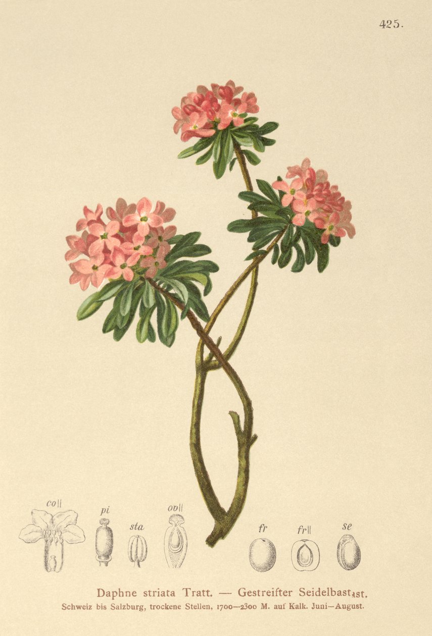 Daphne pruhovaná (Daphne striata) od German School