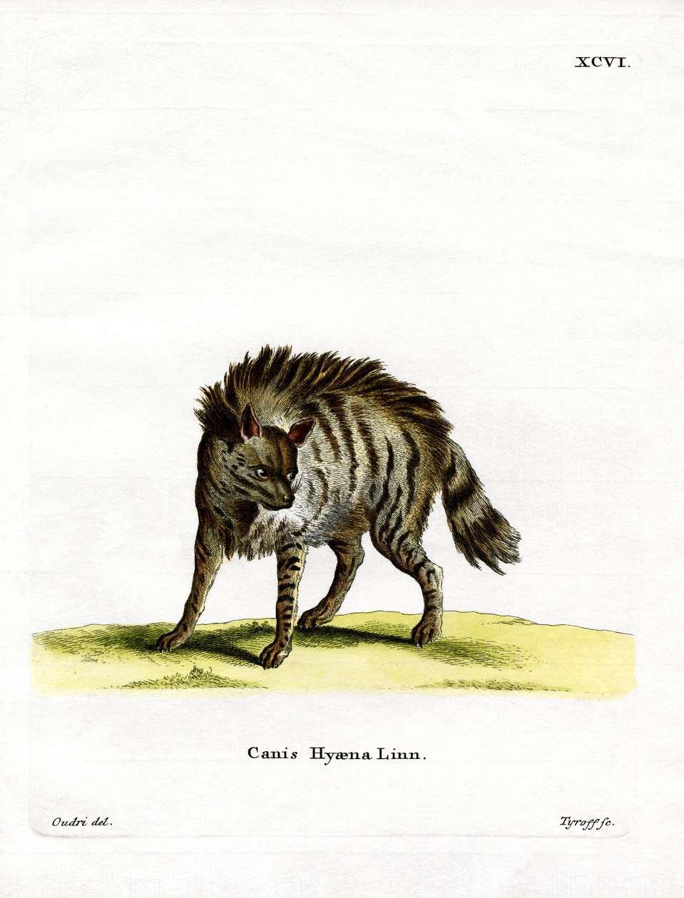 Hyena pruhovaná (barevné rytí) od German School