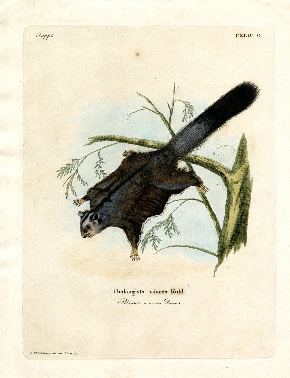 Sugar Squirrel (barevné gravírování) od German School