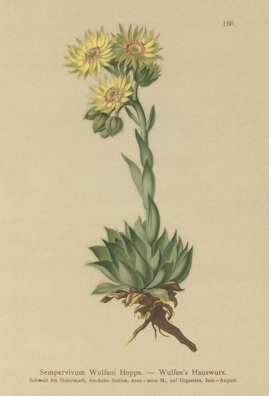 Sluneční netřesk (Sempervivum Wulfenii) od German School