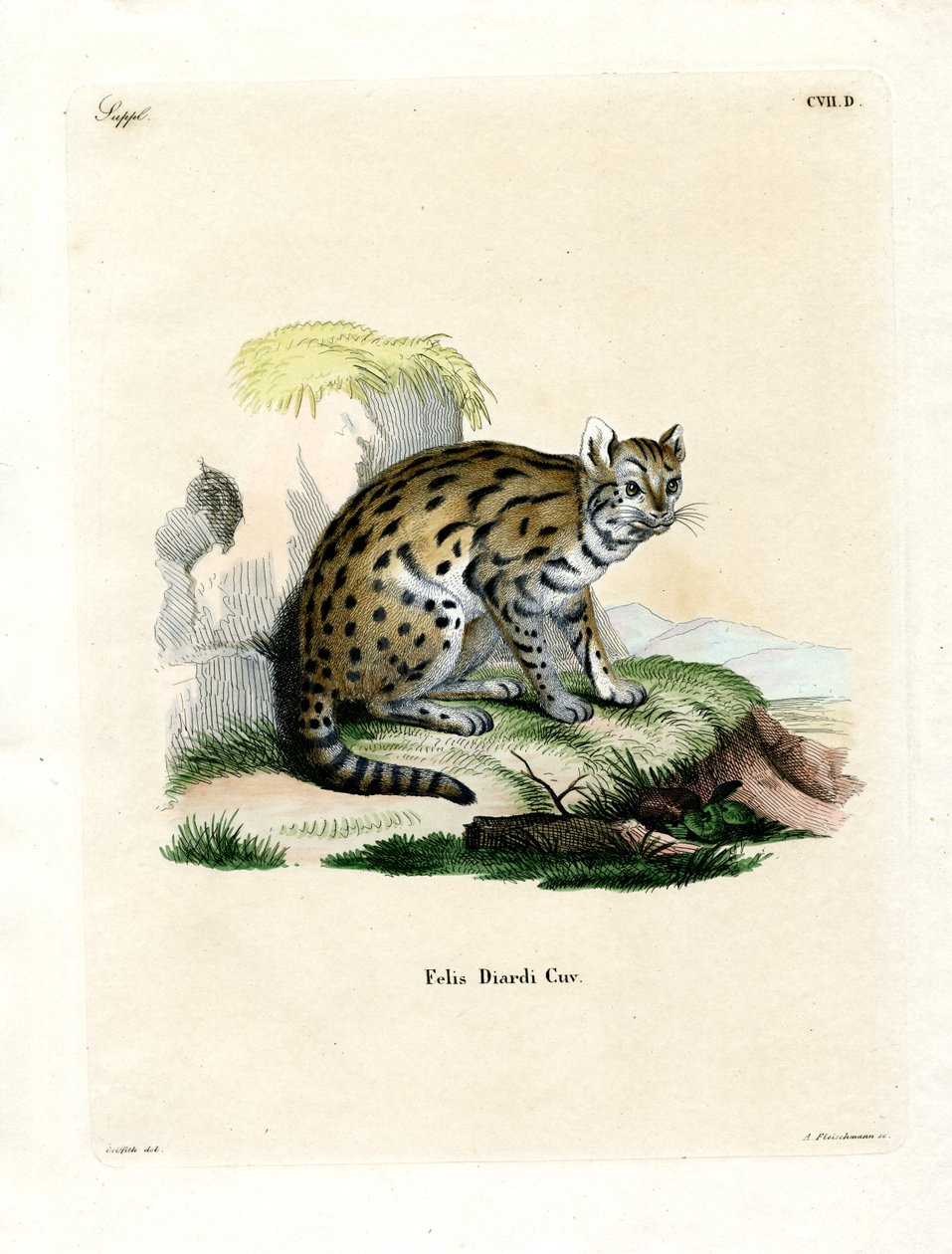Sunda Clouded Leopard (barevná rytina) od German School