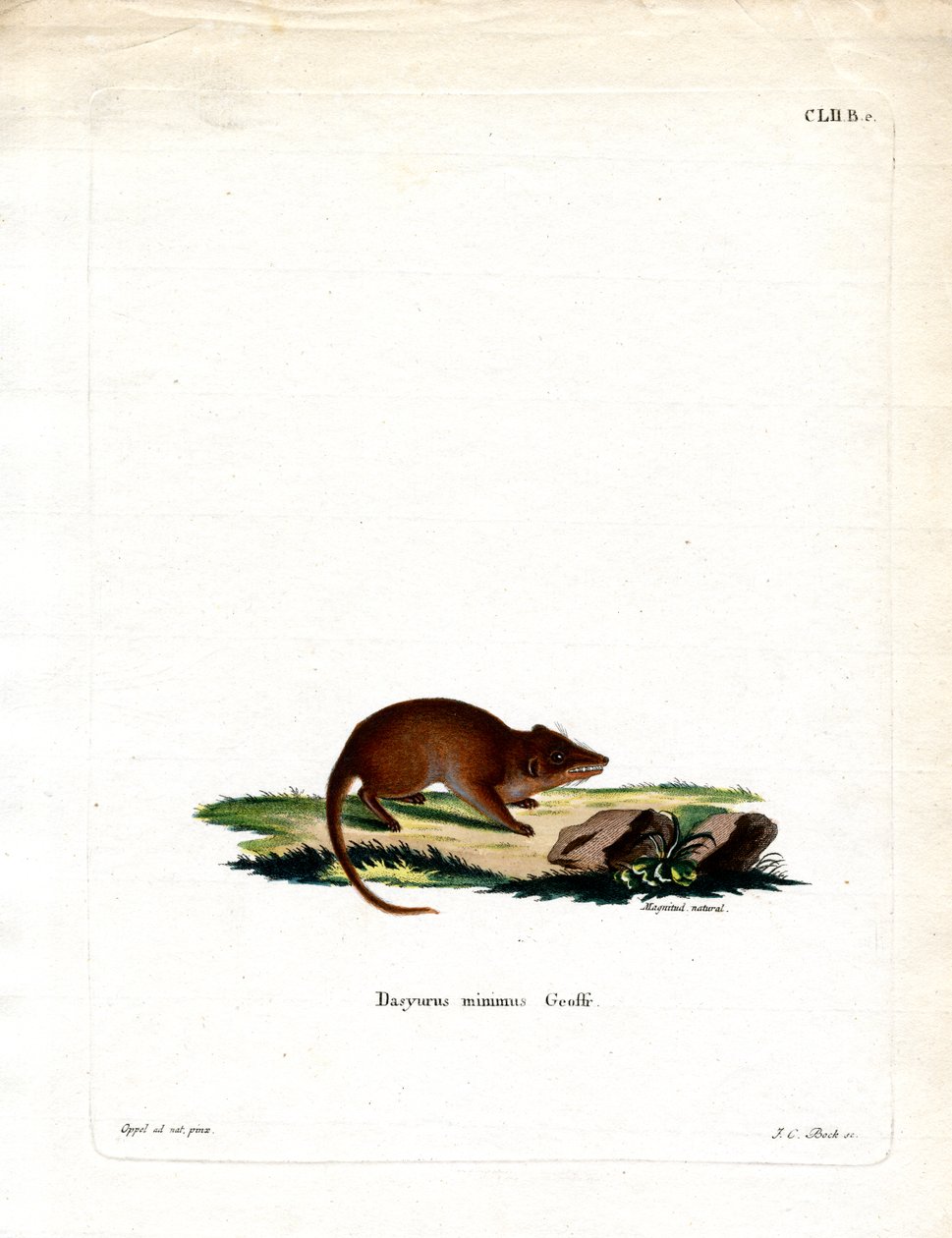 Swamp Antechinus (barevná rytina) od German School
