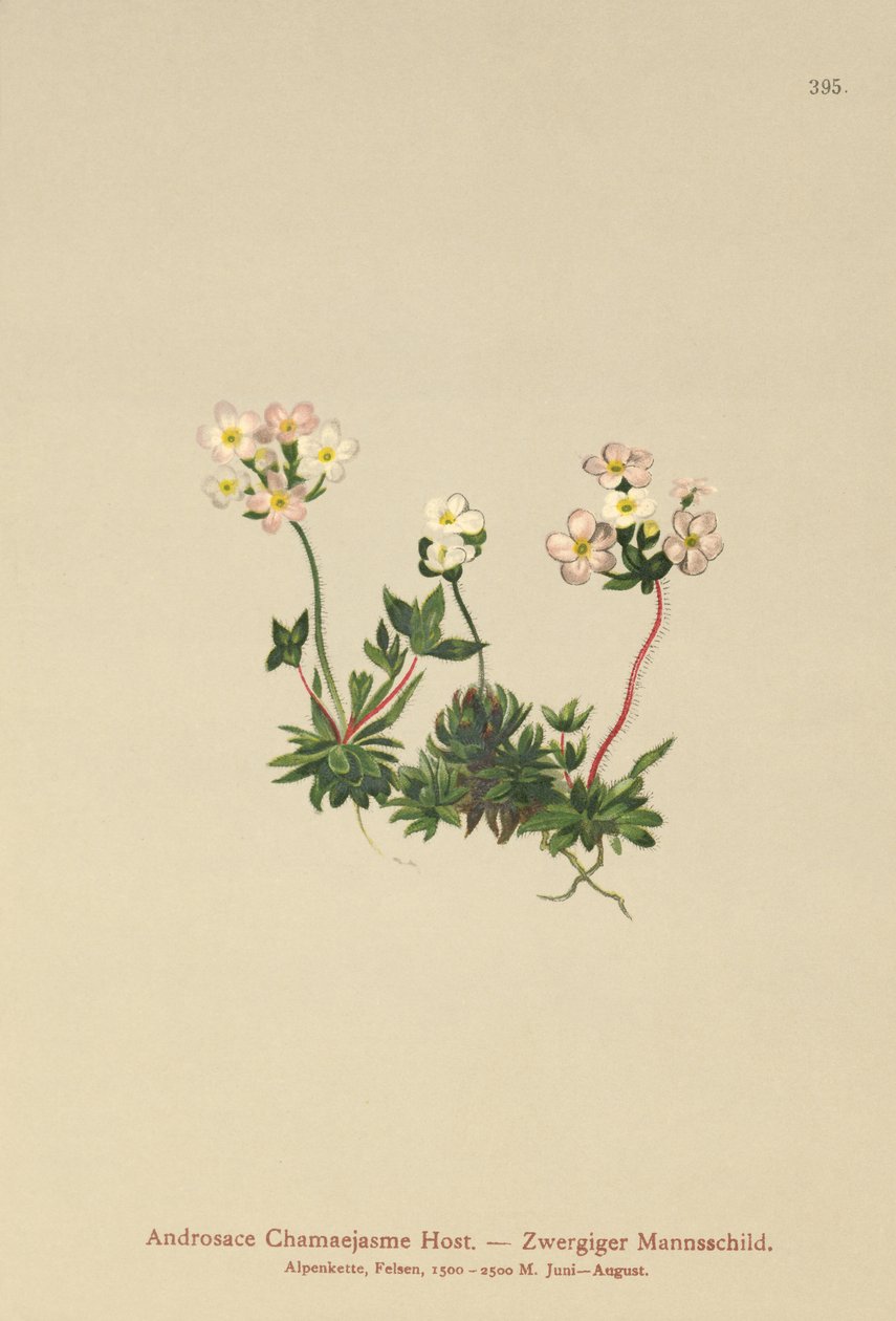Sweetflower Rockjasmine (Androsace Chamaejasme) od German School