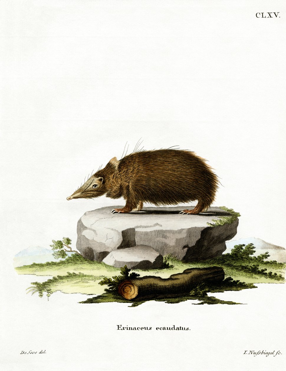 Tailless Tenrec (barevné rytí) od German School