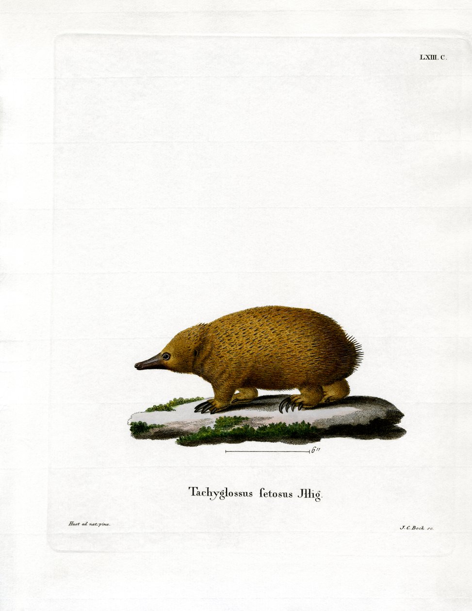 Tasmánská echidna krátkozobá (barevná rytina) od German School