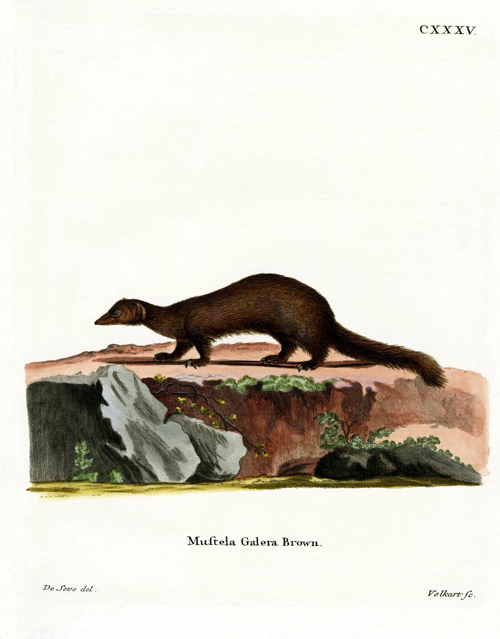 Tayra (barevné rytí) od German School