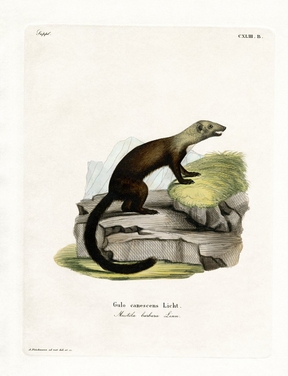 Tayra (barevné rytí) od German School