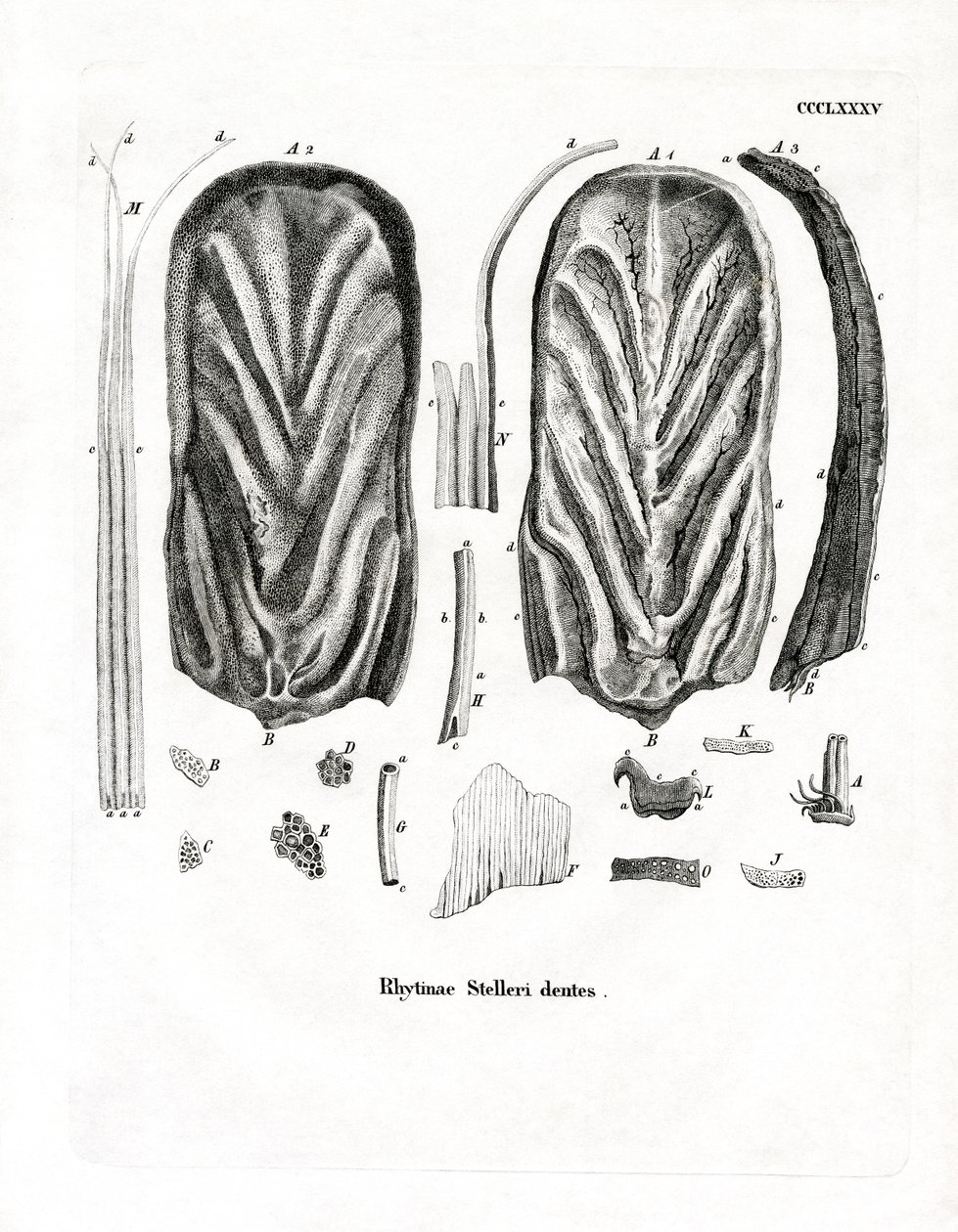Teeth of Steller