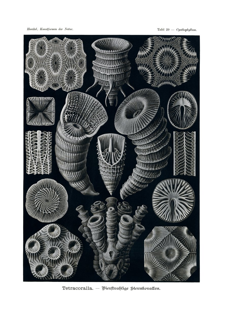 Tetracoralla, 1899-1904 od German School