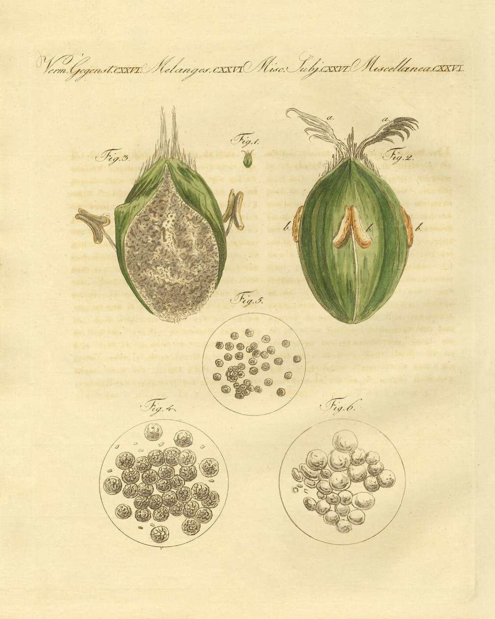 Ustilaginomycotina pšenice (barevné rytí) od German School