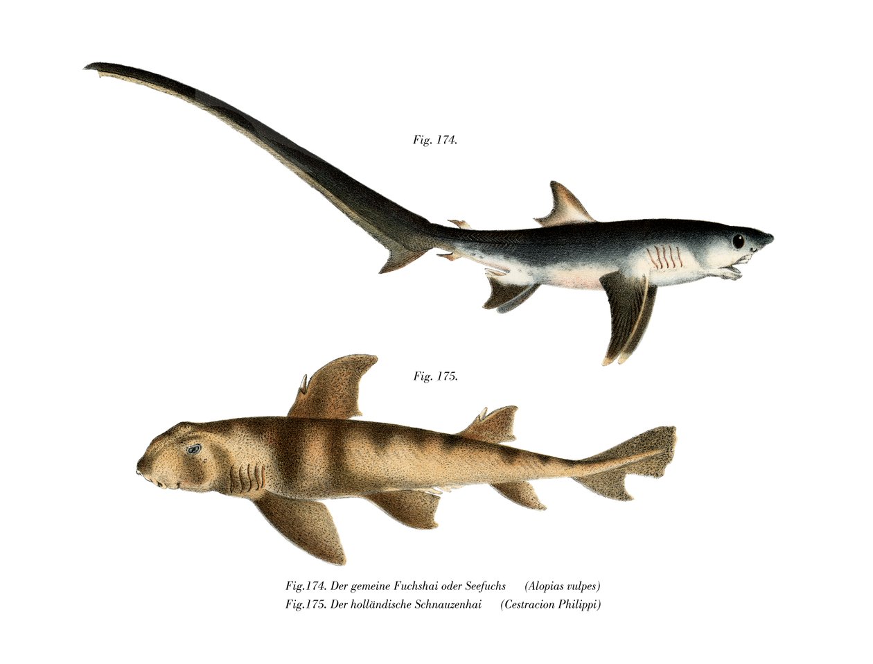 Thresher Shark (barva lito) od German School