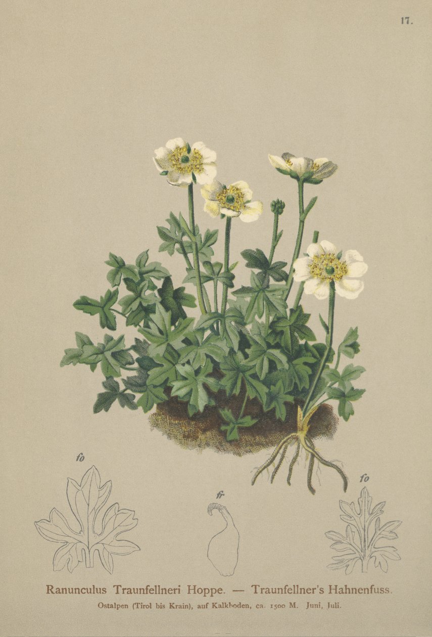 Traunfellnerův vraník (Ranunculus Traunfellneri) od German School