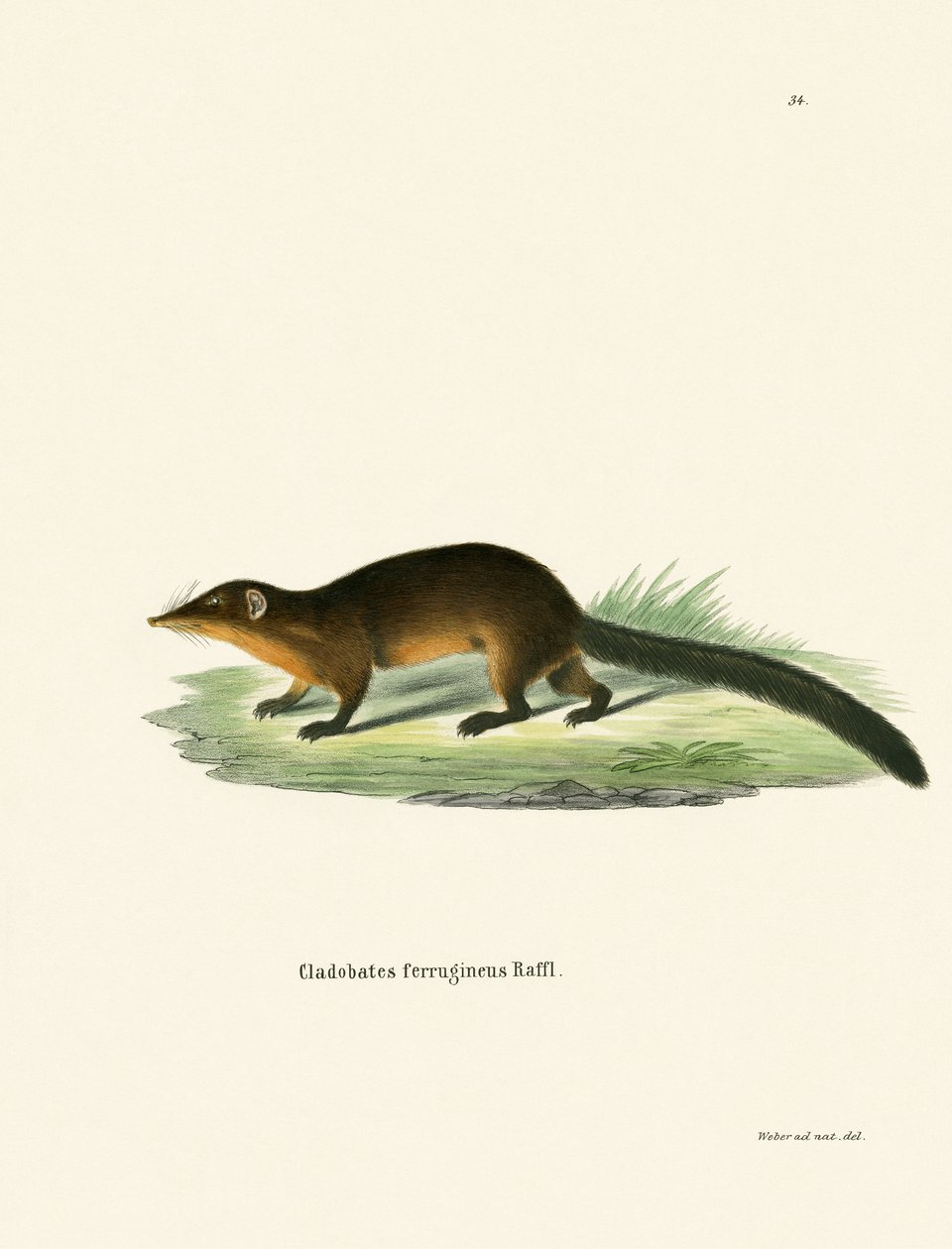 Treeshrew (barevné rytí) od German School