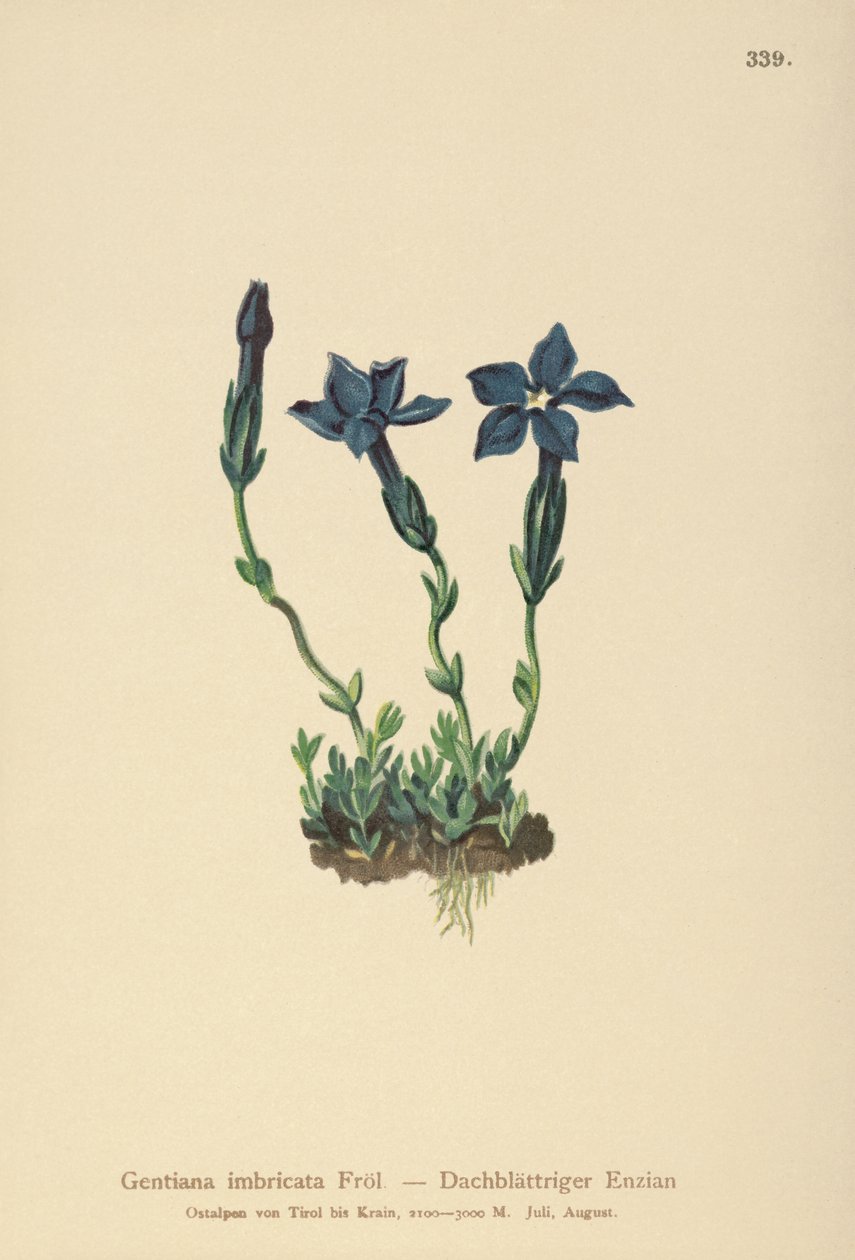 Hořec triglavský (Gentiana terglouensis, Gentiana imbricata) od German School