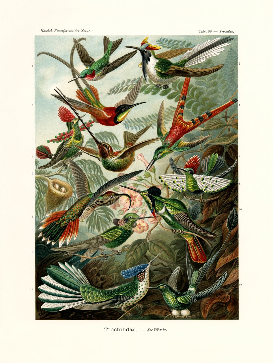 Trochilidae, 1899-1904 od German School