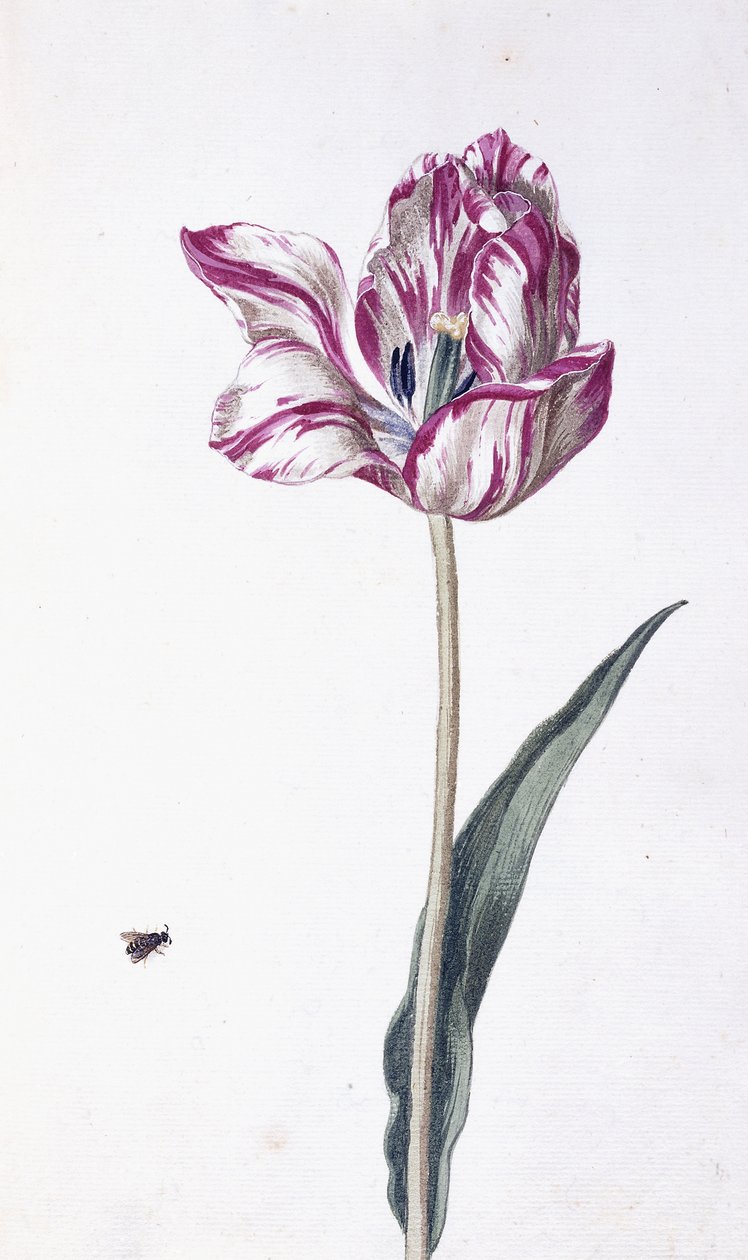 Tulipán a včela, 18. století od German School