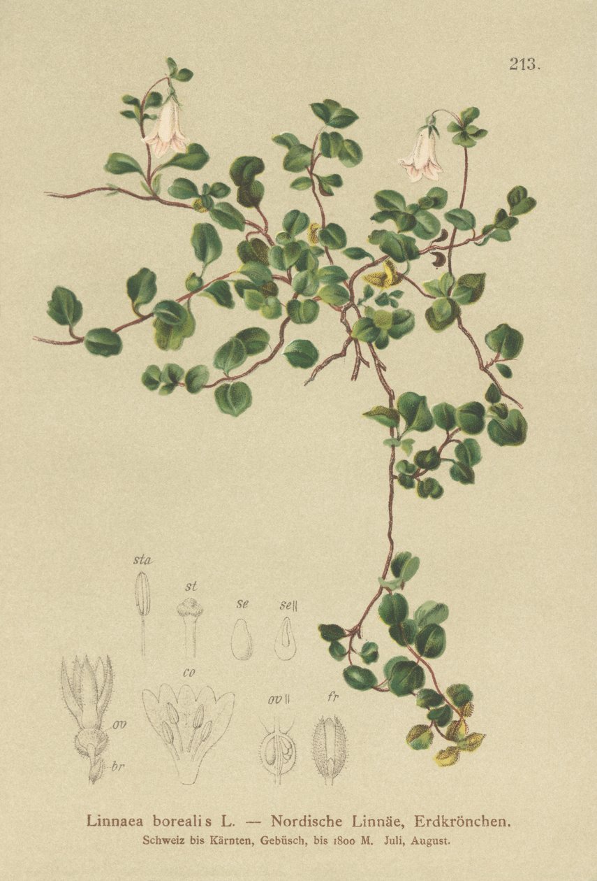 Twinflower (Linnaea borealis) od German School