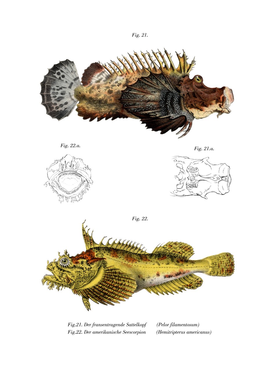 Dvoutyčový Stingfish (barva litho) od German School