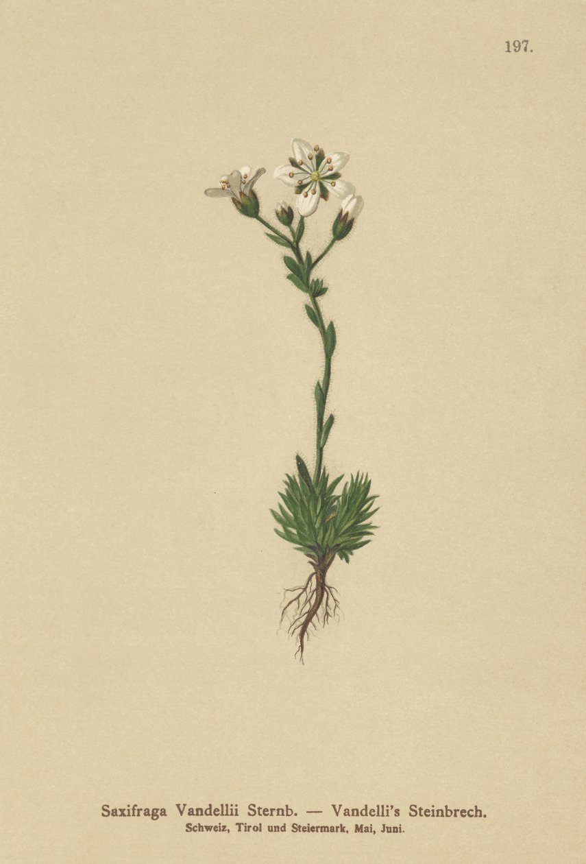 Vandellis Saxifrage (Saxifraga Vanellii) od German School