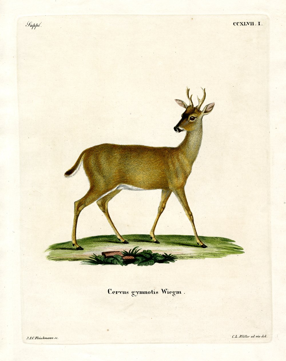 Virginian Deer (barevná rytina) od German School