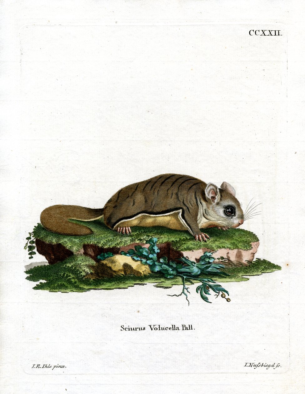 Virginian Flying Squirrel (barevná rytina) od German School